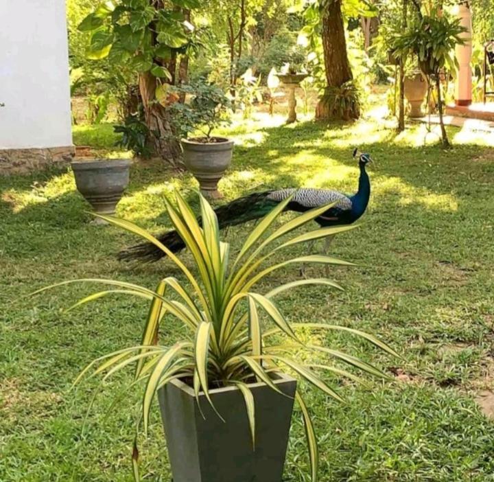 טנגלה Bay Hill Guest House מראה חיצוני תמונה