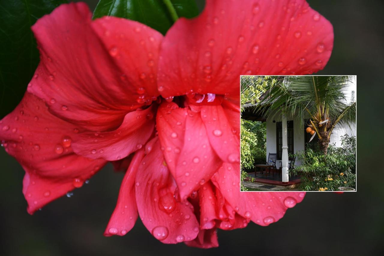 טנגלה Bay Hill Guest House מראה חיצוני תמונה
